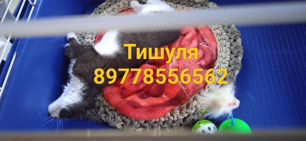 У Тишули должно быть будущее ❤️❤️❤️