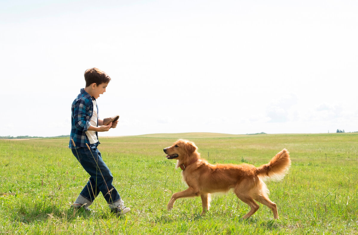 Кадр из фильма "Собачья жизнь/A Dog’s Purpose" 