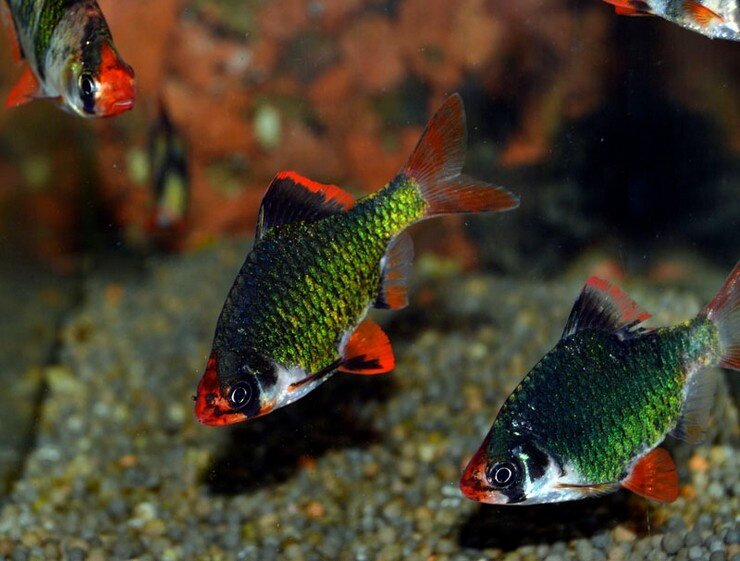 Зеленые аквариумные рыбки. Барбус мшистый МУТАНТ. Барбус суматранский зеленый. Барбус суматранский МУТАНТ. Барбус мшистый.