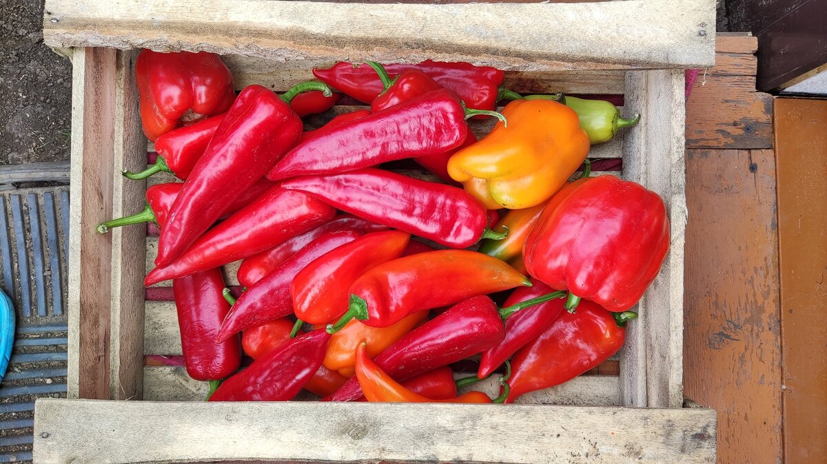 Это мой урожай (не весь) перца!