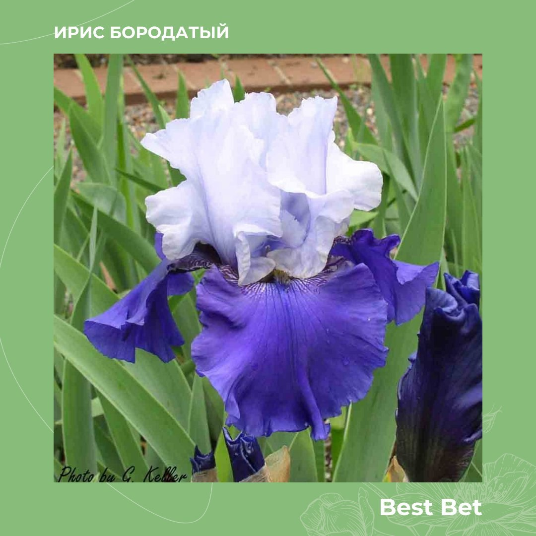 Ирис r34. Ирис бородатый (касатик). Ирис бородатый джордж спект. Ирис rajasthan. Ирис иберийский.
