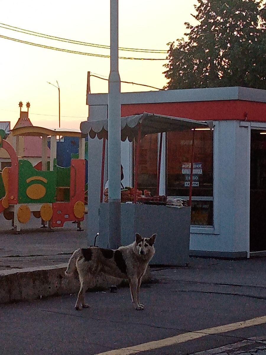 Пуделиная зверюга