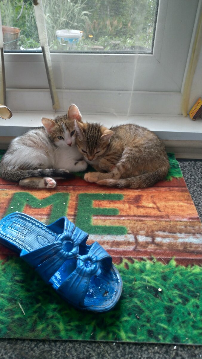 Мы с подружкою вдвоем замечательно живем