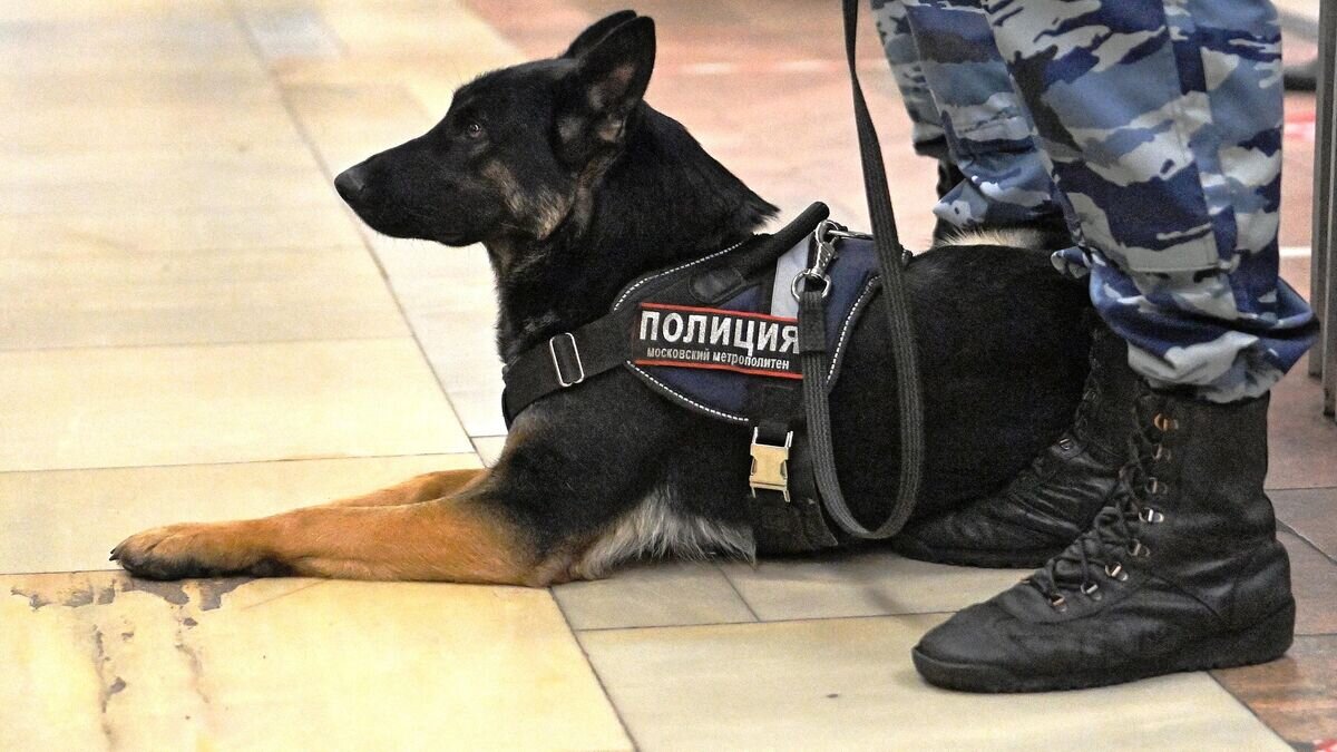    Сотрудник полиции со служебной собакой на станции "Октябрьское поле" перед началом несанкционированного "Русского марша" в Москве© РИА Новости / РИА Новости