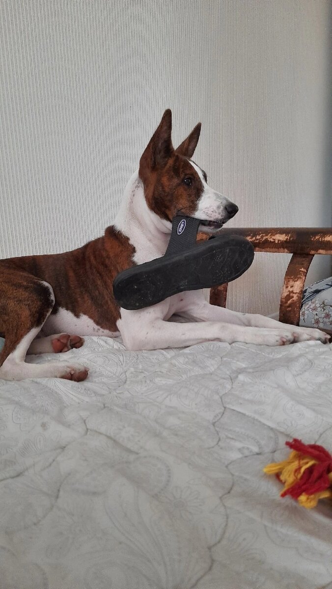 Юный бобёр и дизайнер одежды, обуви и интерьера - мой братик Хани. Фото автора 