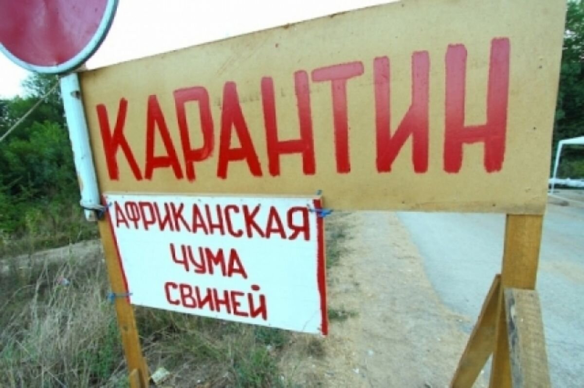    Пермские ученые разработали программу для выявления чумы свиней