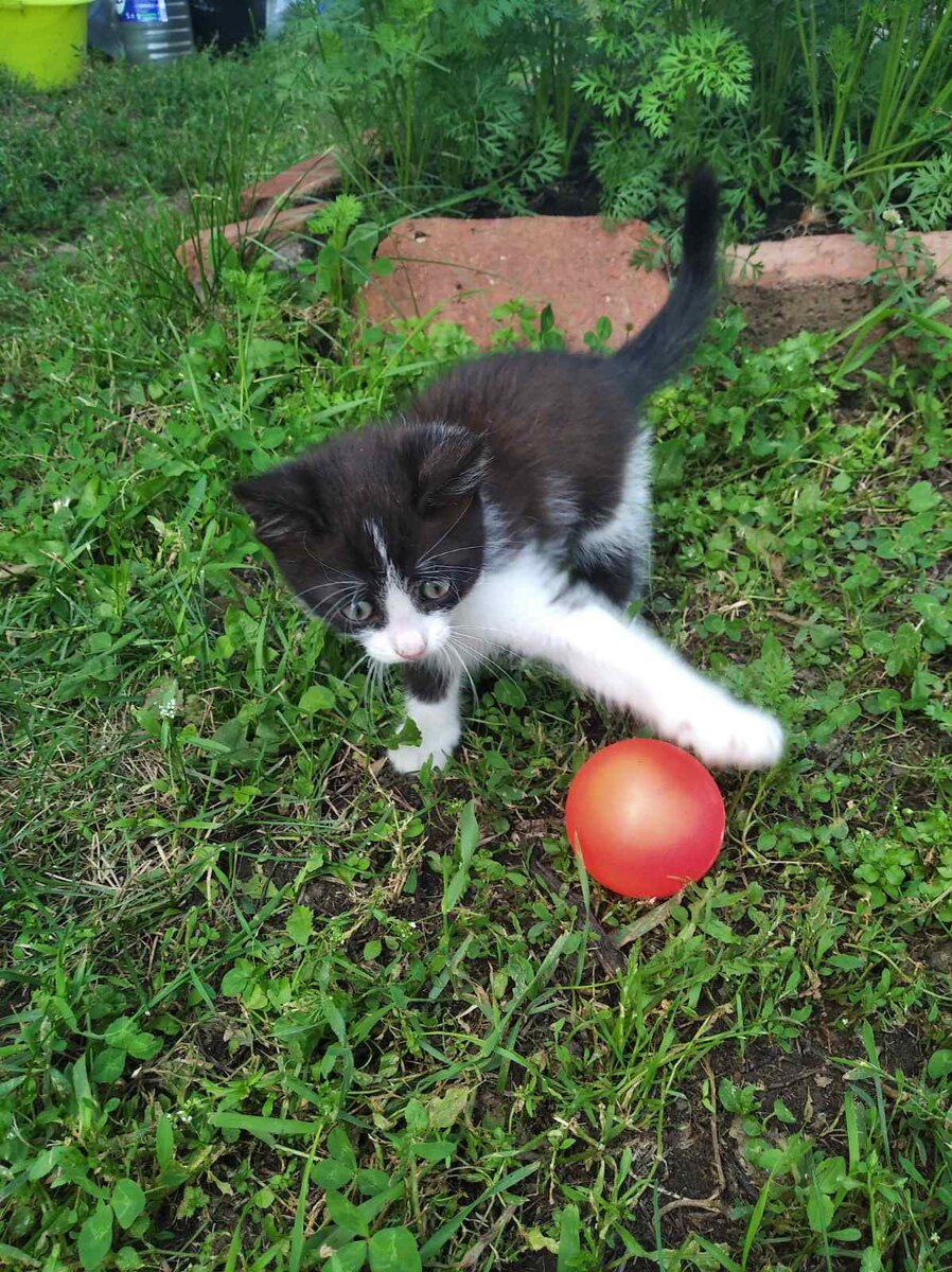 А это Веня на даче мяч гоняет)