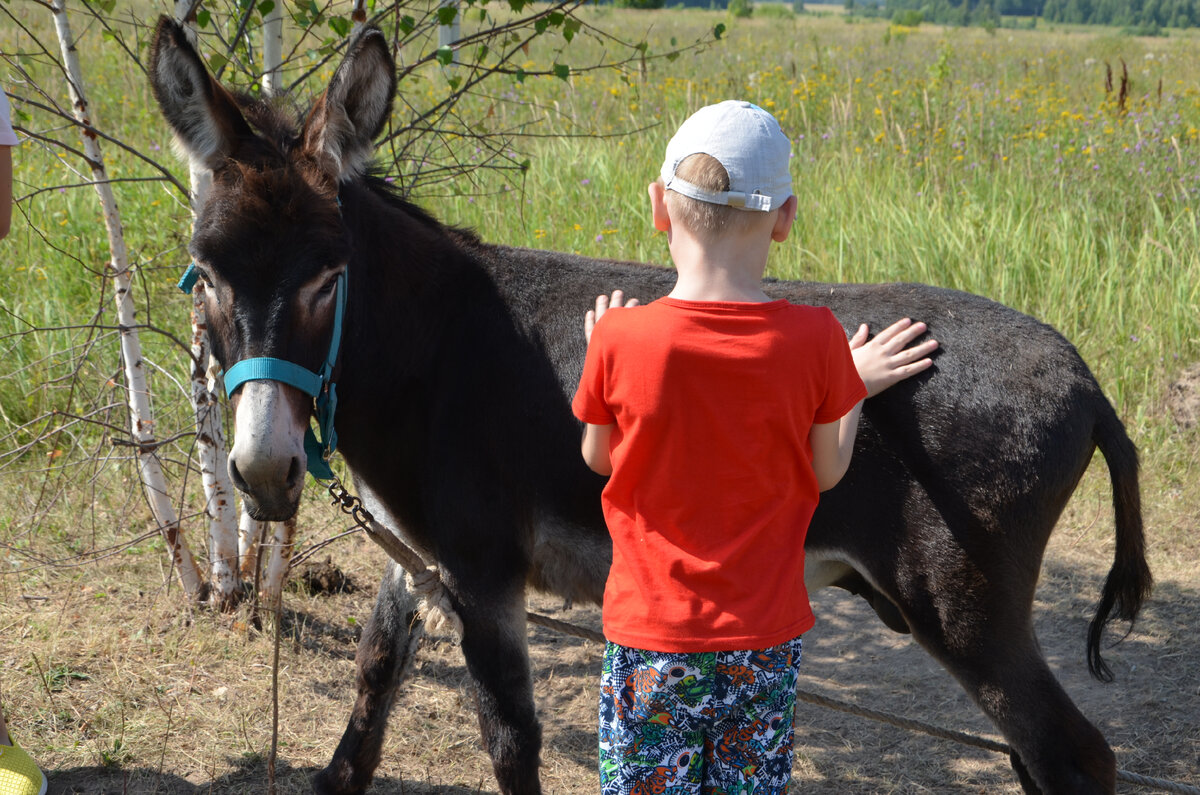 ослик Кузя. Фото автора