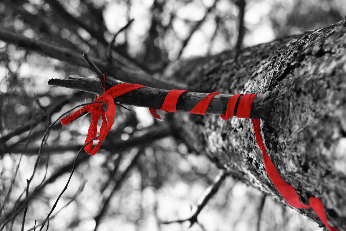 Привязка красными. Красная ленточка на дереве. Лента красная. Дерево с ленточками. Красная лента на ветке.