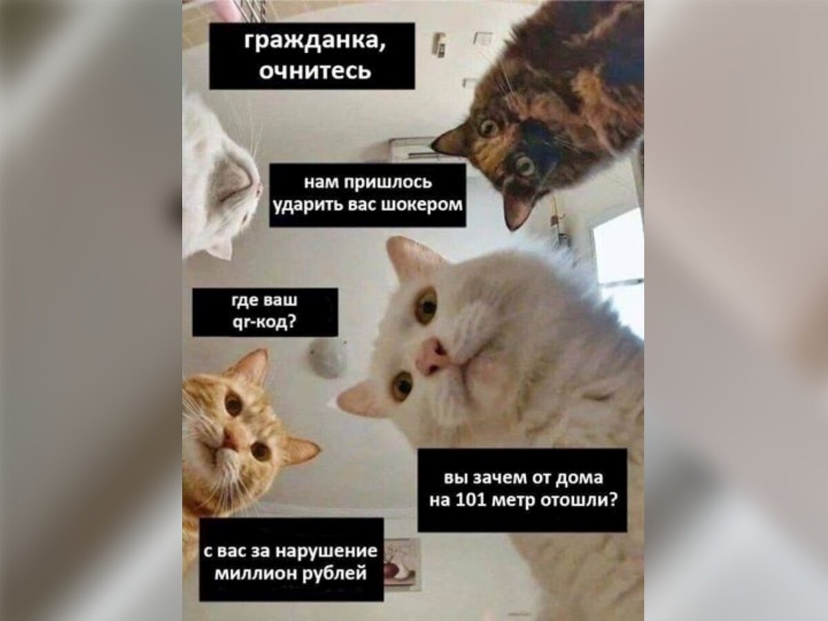 Мемы с котами 10 часов Елена Лами YouTube