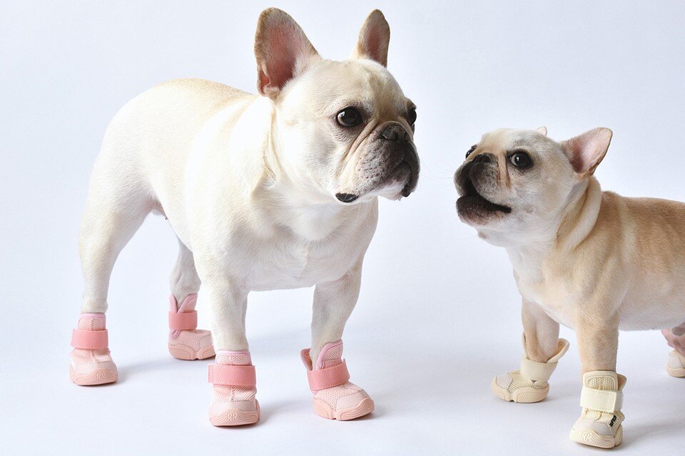     Берегите лапки!  EAST NEWS