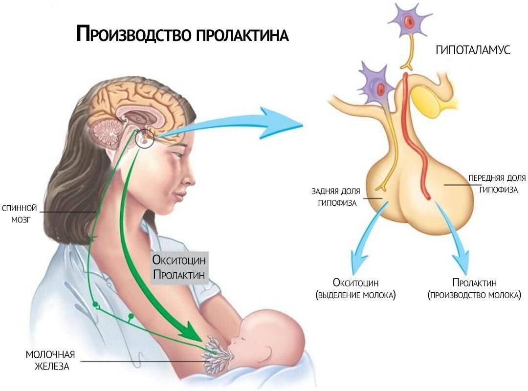 Пролактин на какой день