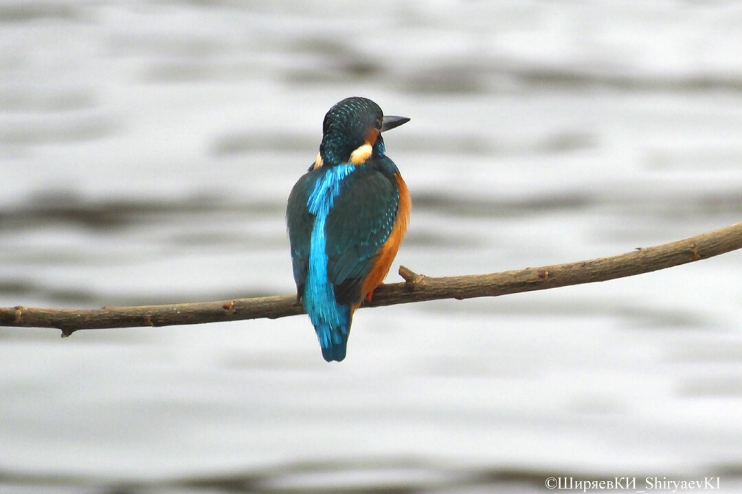 Не успел установить камеру на штатив, как на присаду сел зимородок.