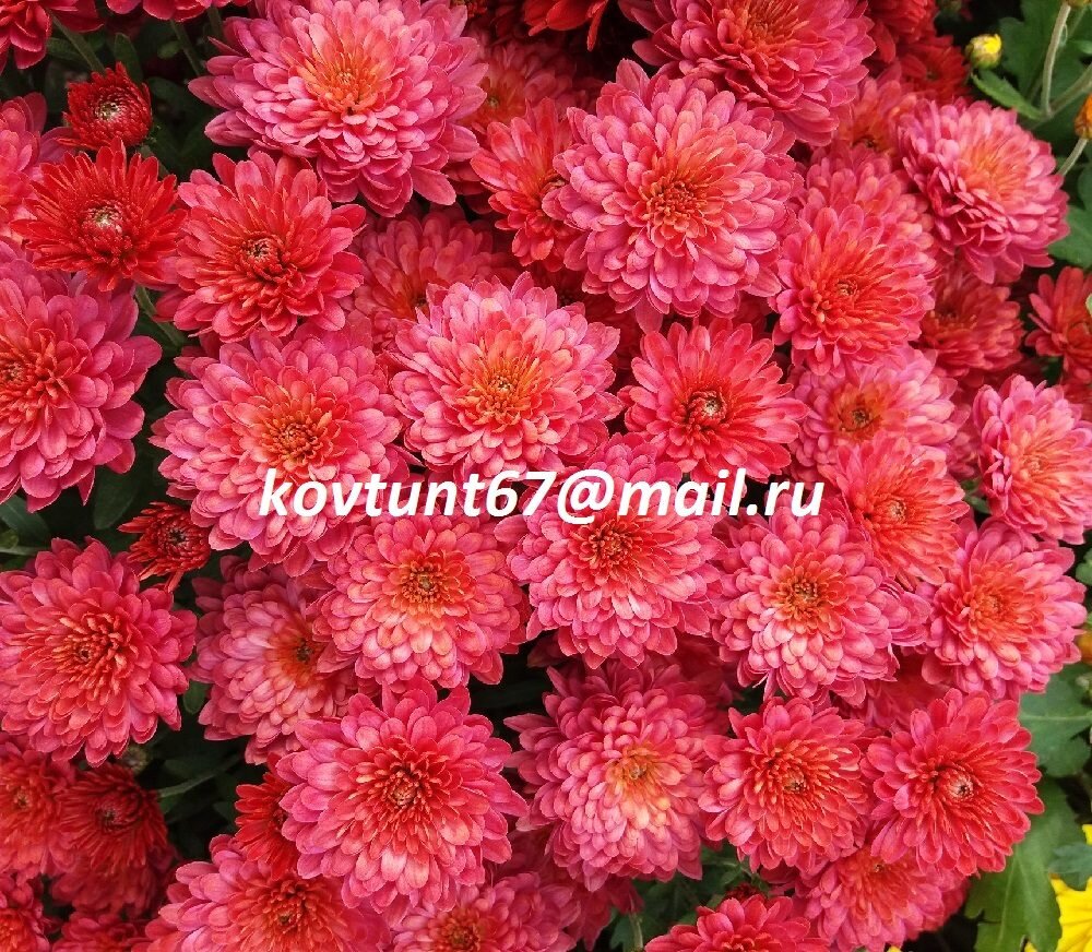 фото продавца