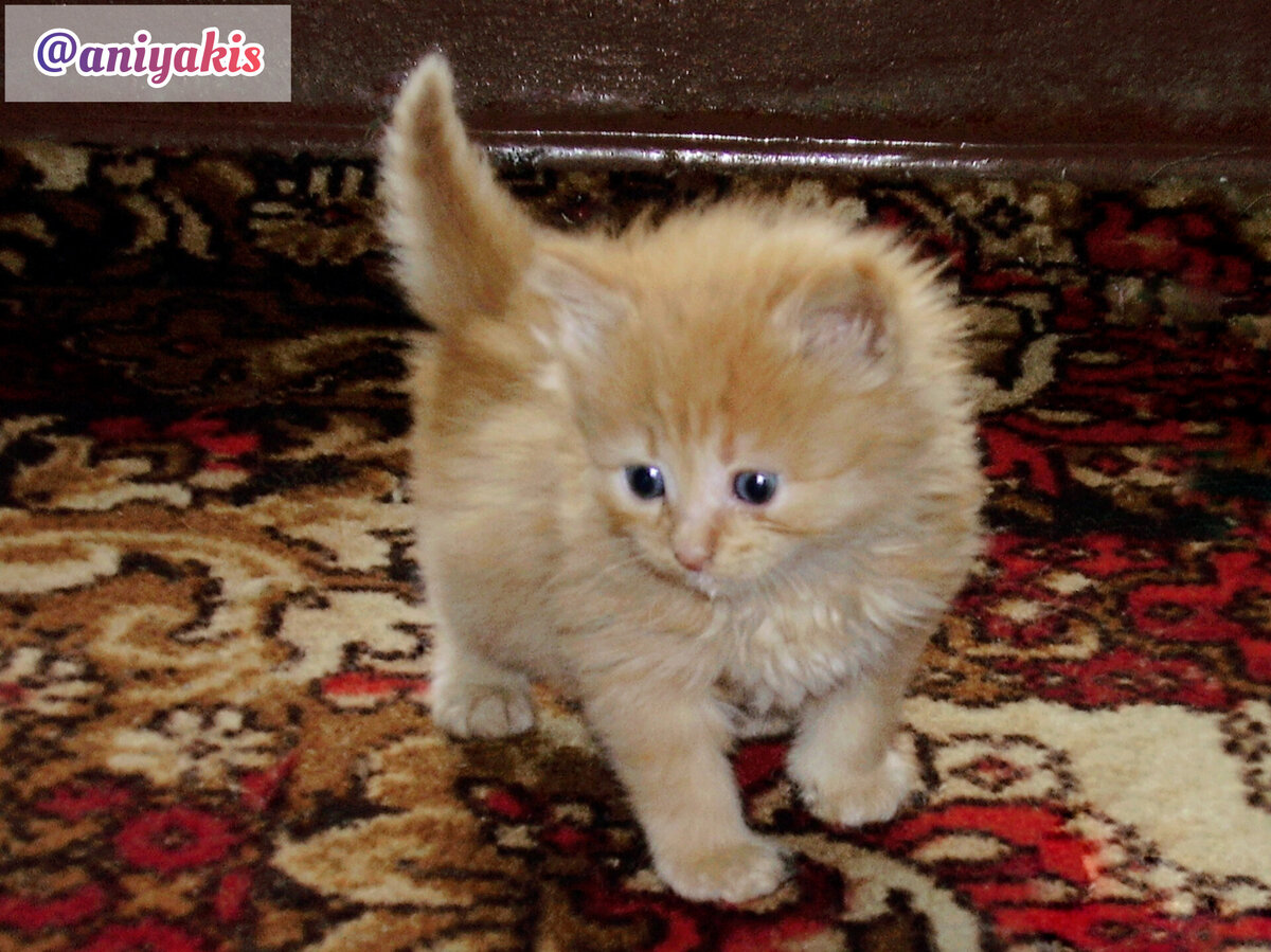 Котёнок Анфис, ему всего три недели