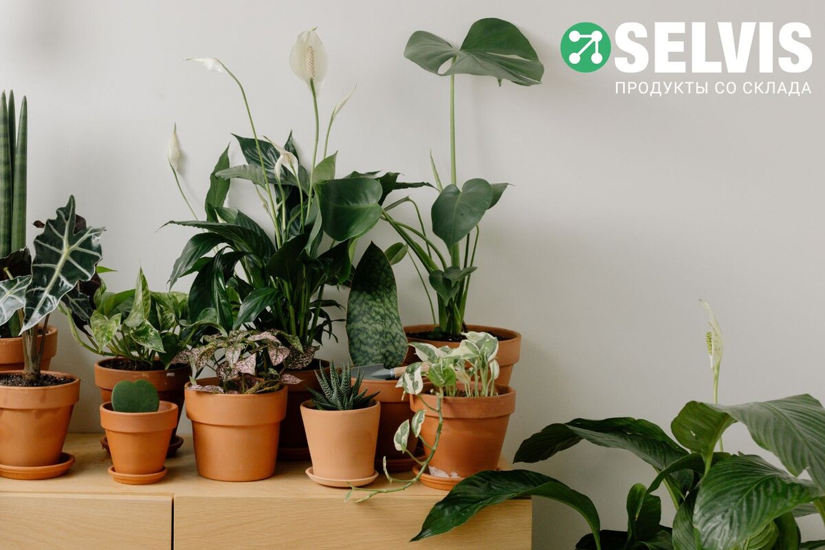 Эти правила соблюдать очень просто, а польза для растений - колоссальная! 