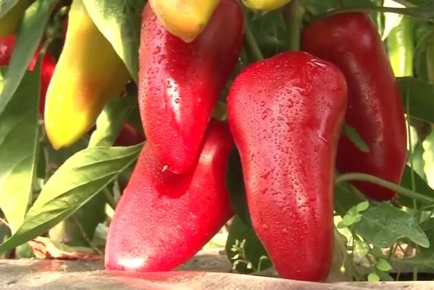 Как  подольше сохранить свой сладкий перец