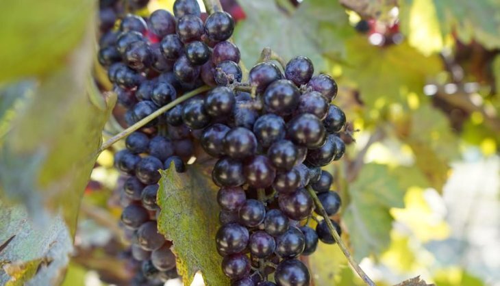    До 15 тонн винограда собирают в Шелковской районе Чеченской Республики