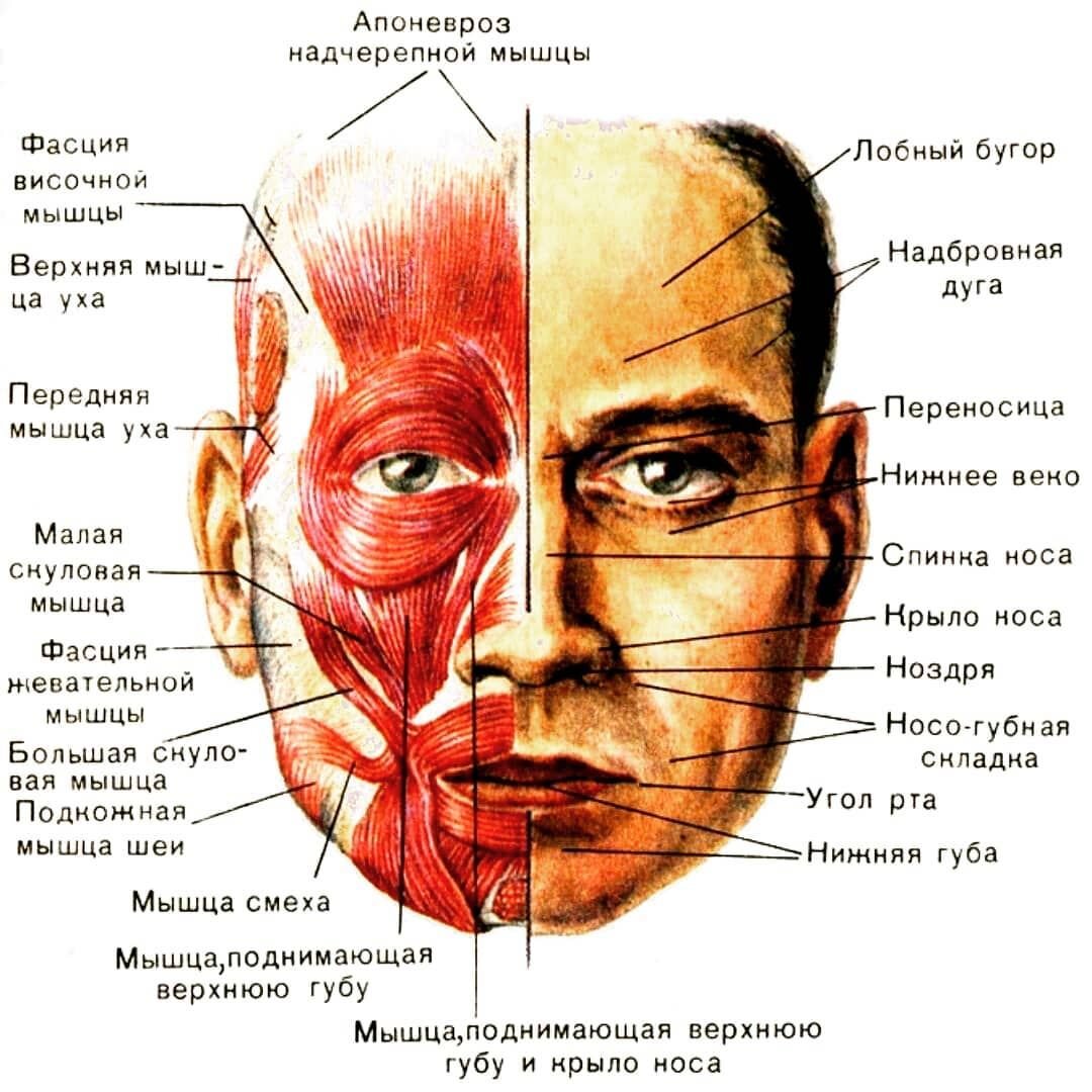 Части головы человека схема