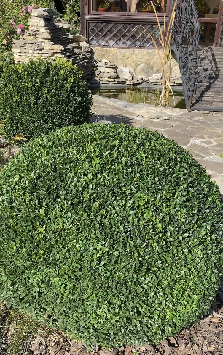 Самшит в саду