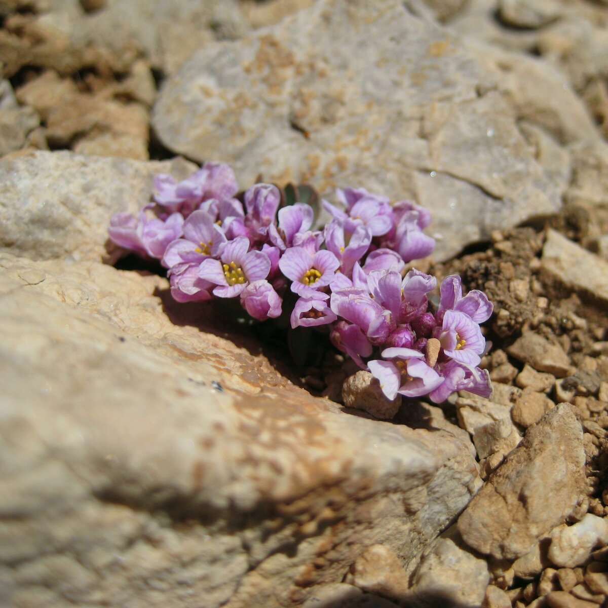 Крылотычник (Aethionema sp), возможно Крылотычинник круглолистный — Aethionema  rotundifolium