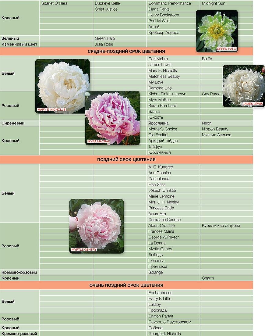 Подборка сортов пионов для максимально долгого цветения | Supersadovnik.ru  | Дзен