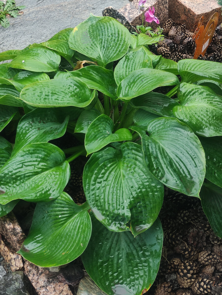 Хостам привольно. Влаги много, тепло. 