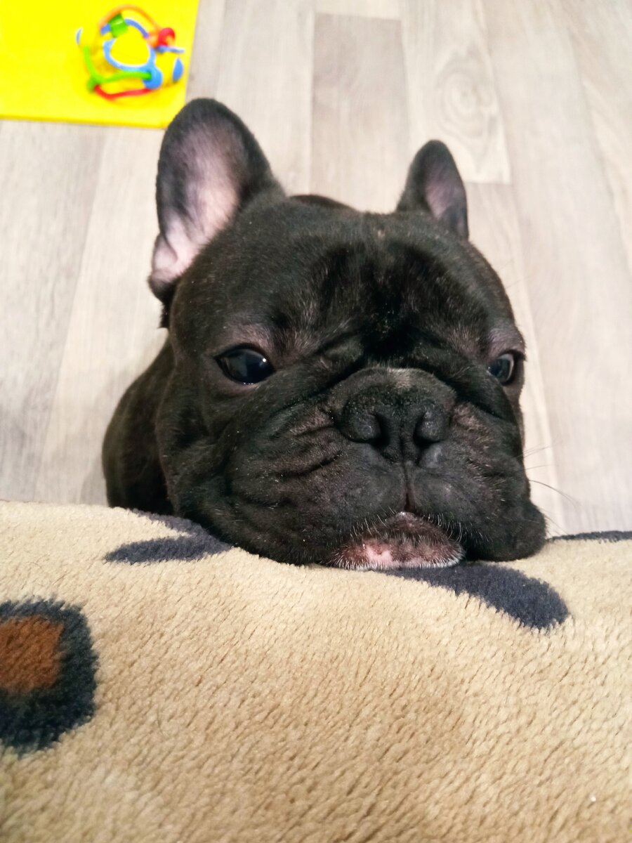 Сударыня, дайте покушать. Не ел шесть дней. 