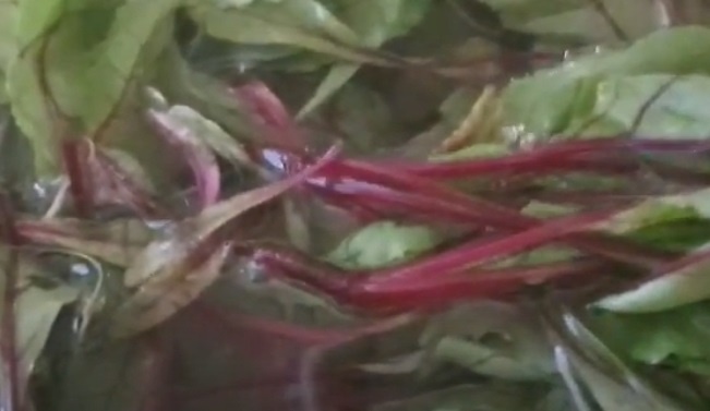 свекольная ботва-вот она какая с грядки