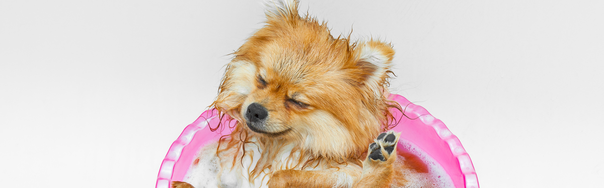 шпиц кашляет