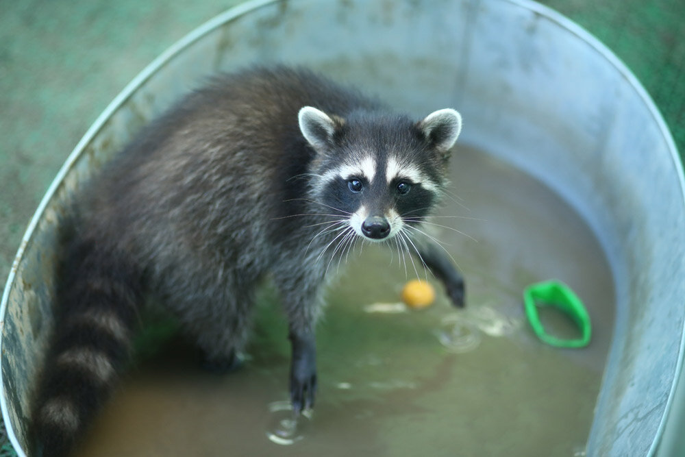 видимо, мальчик не знал, что еноты любят плескаться в воде...