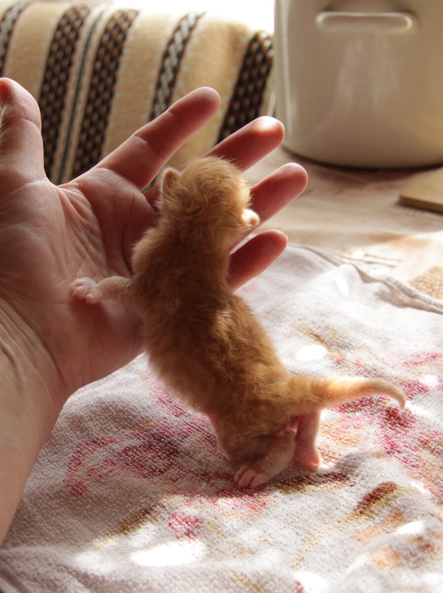 Маленькое чудо. Фото автора