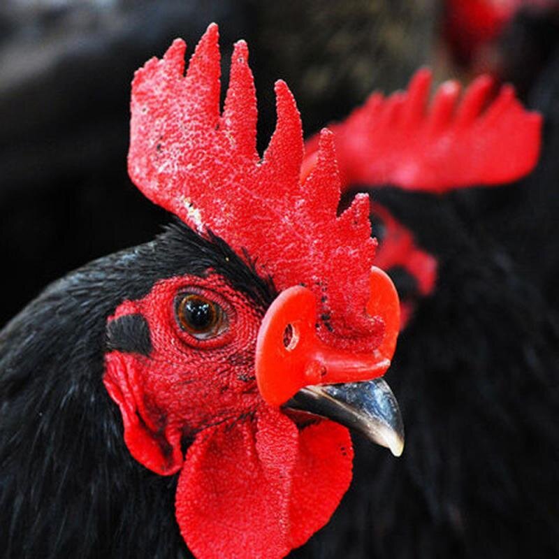 Источник фото: aliexpress.com