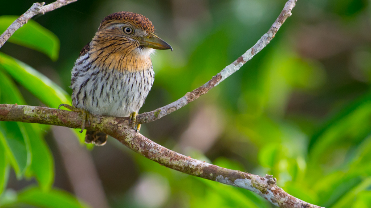 Nystalus Obamai. Источник фото: https://bit.ly/3qDq5Fr