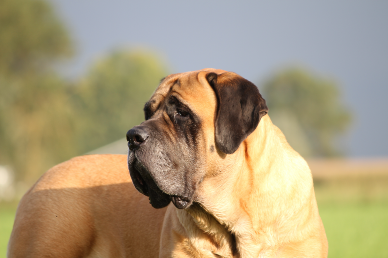 ФОТО:HILLSEMASTIFFS.N
