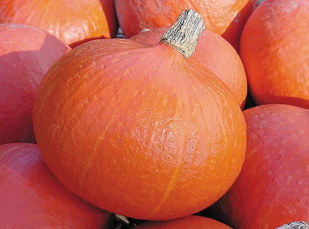 Ушики кури/ производитель Takii 