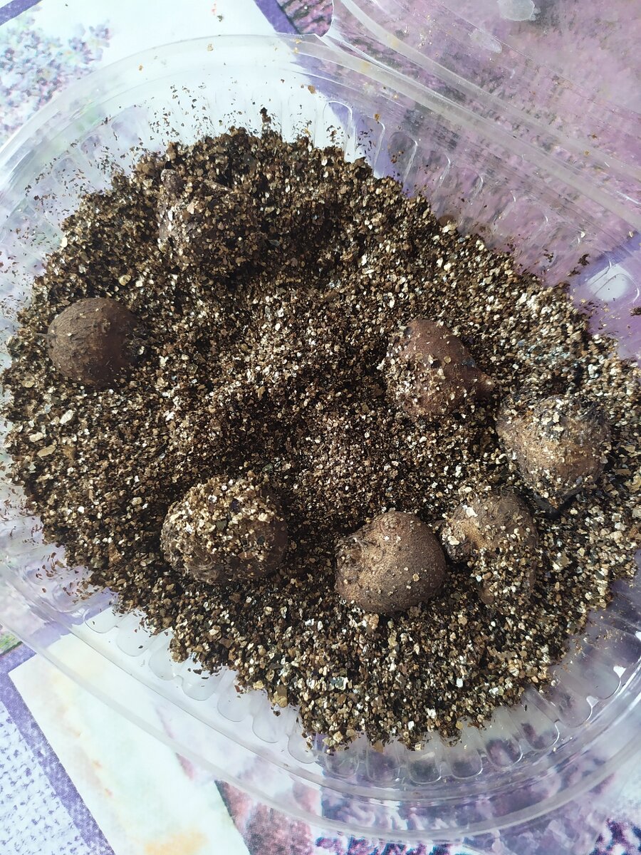 Анемоны в вермикулите