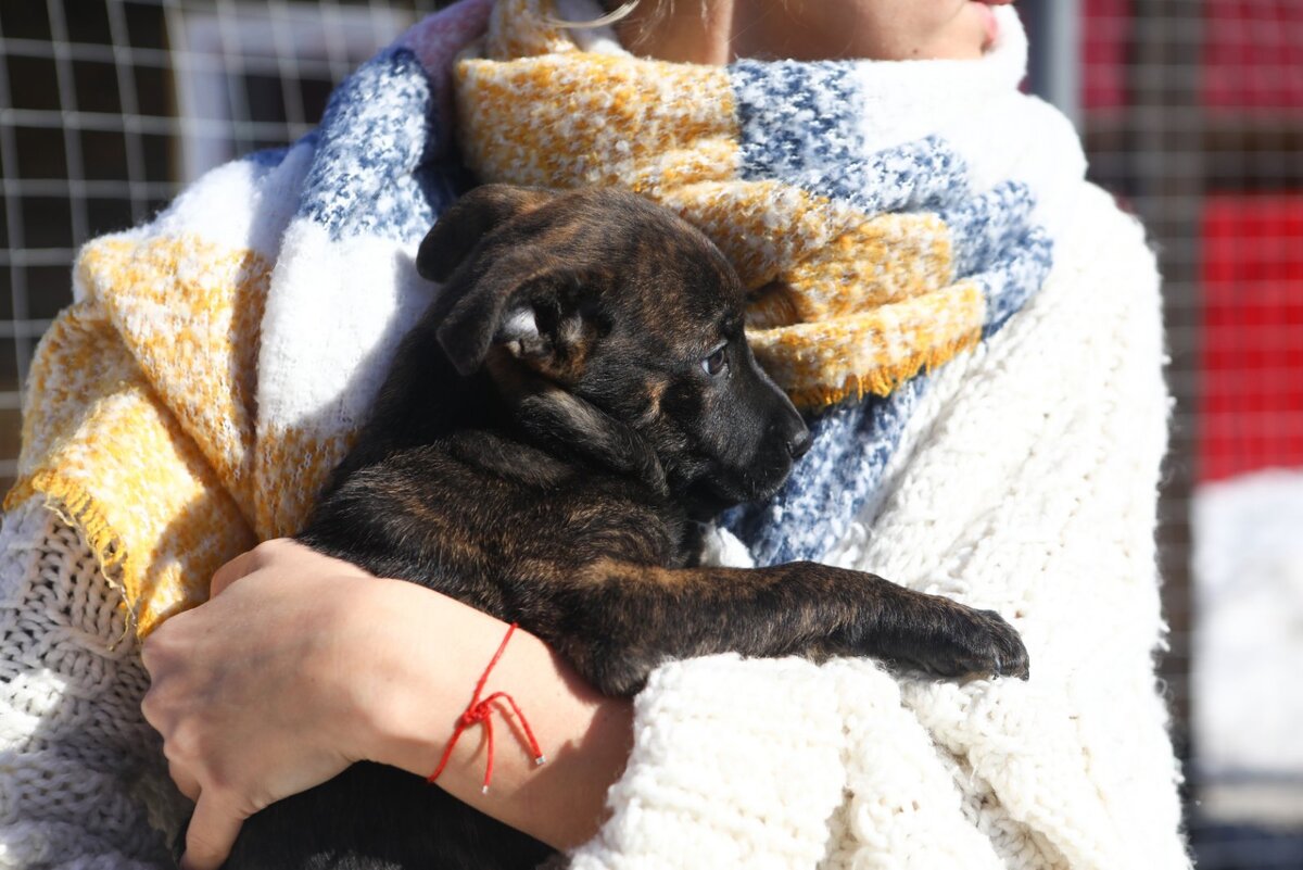 Свою кошку я нашла в мусорке, она была котёнком. Очевидцы говорят, что дети где-то приобрели котёнка, а потом выкинули в мусорку. Видимо мама запретила нести домой. Вот так примерно выглядит спрос на питомцев в России. И эта история про собаку...