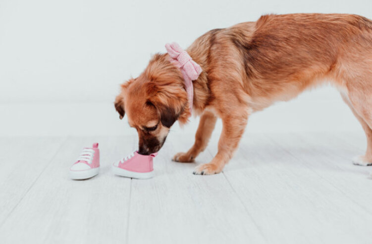 Почему собаки обнюхивают территорию: привычка и важность