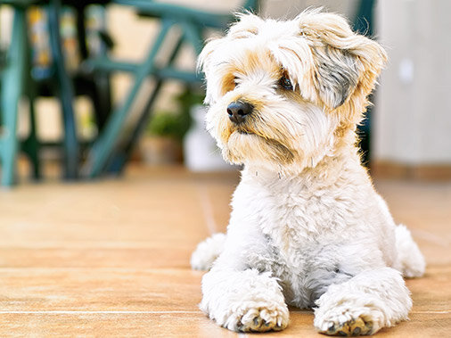 Йоркширский терьер  