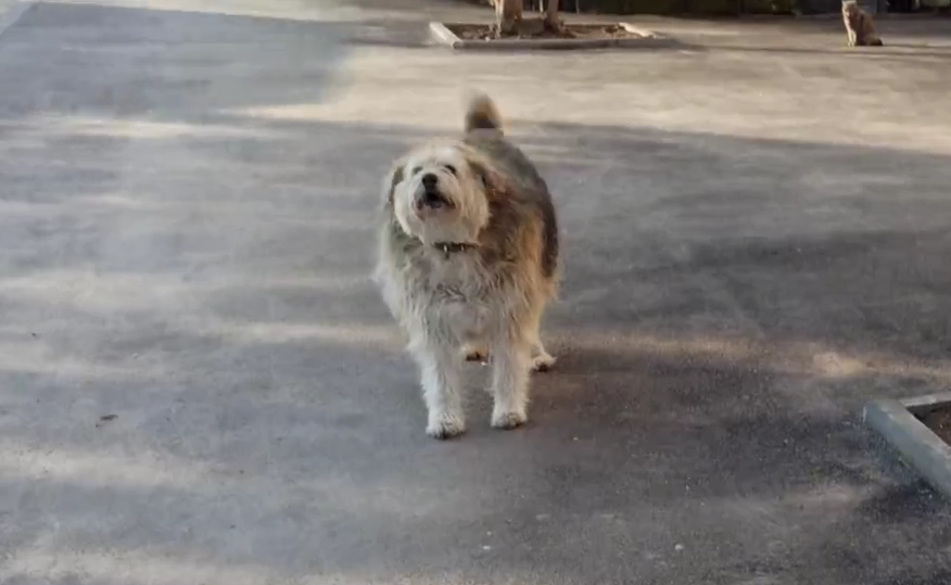 Шарик-Цепеллин