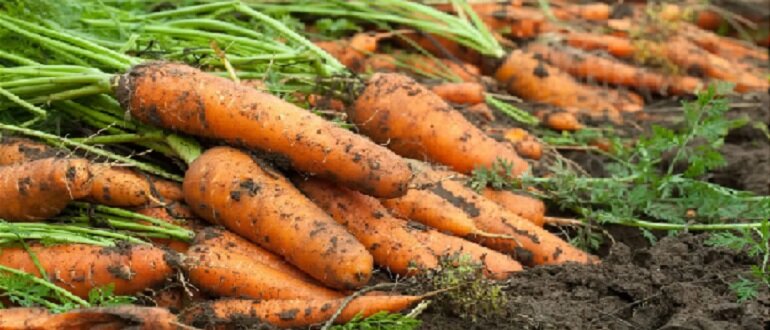 Морковь рассадой. Насколько оправдан способ