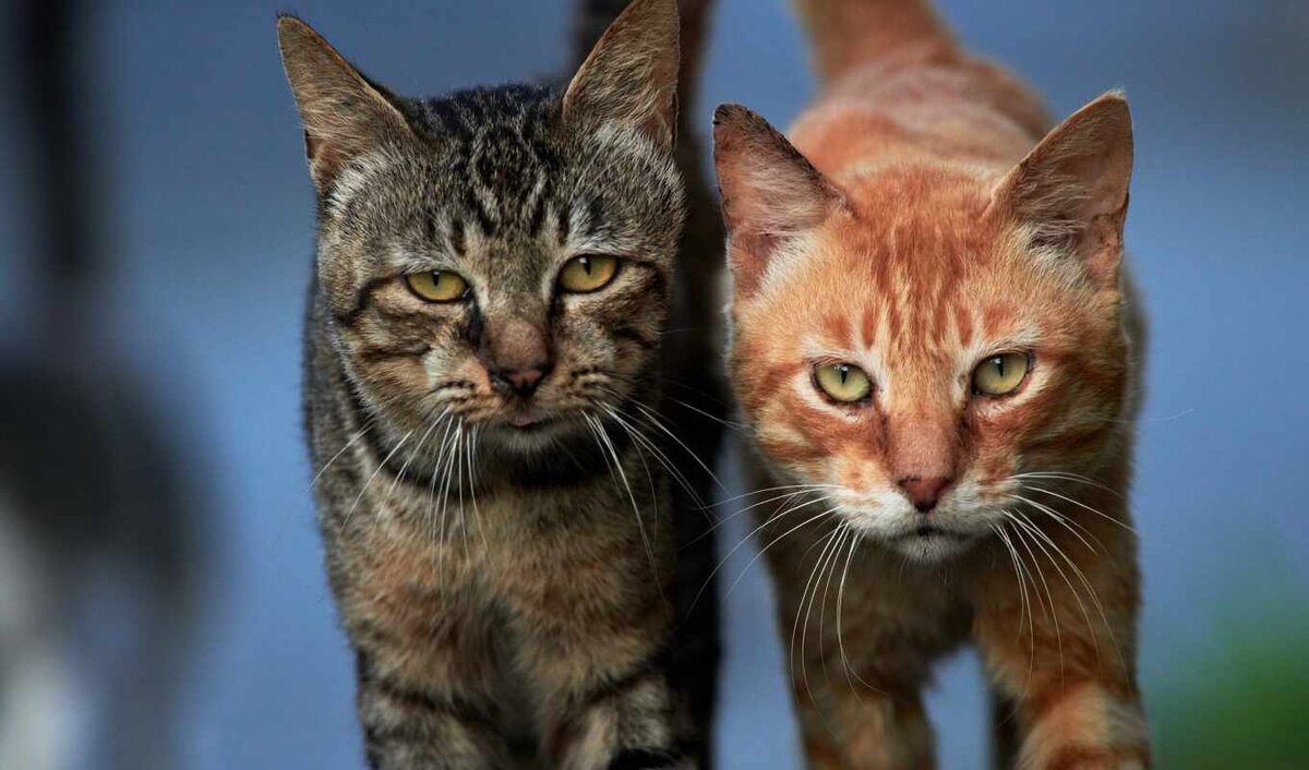 Это просто фото котиков с сайта pic2.me