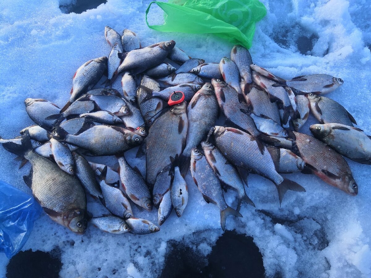 Рыба нижегородской обл. Рыба нижегородской обл