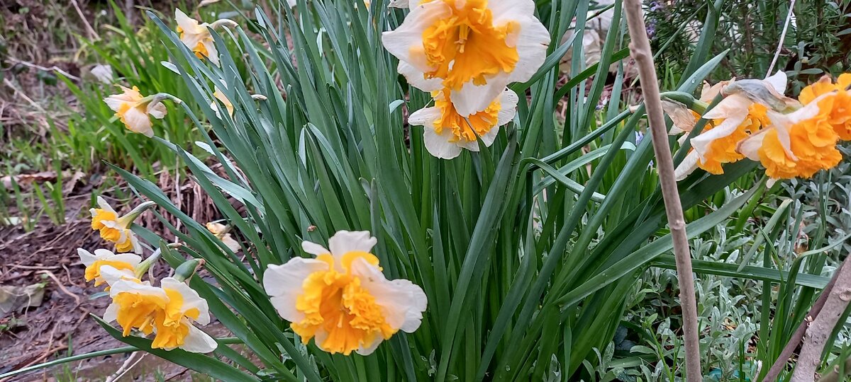 Нарциссы цветут уже три недели