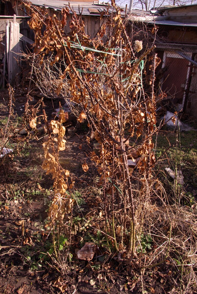 Плетистая роза ЭВАНЖЕЛИНА. Сильно пострадала от мороза.