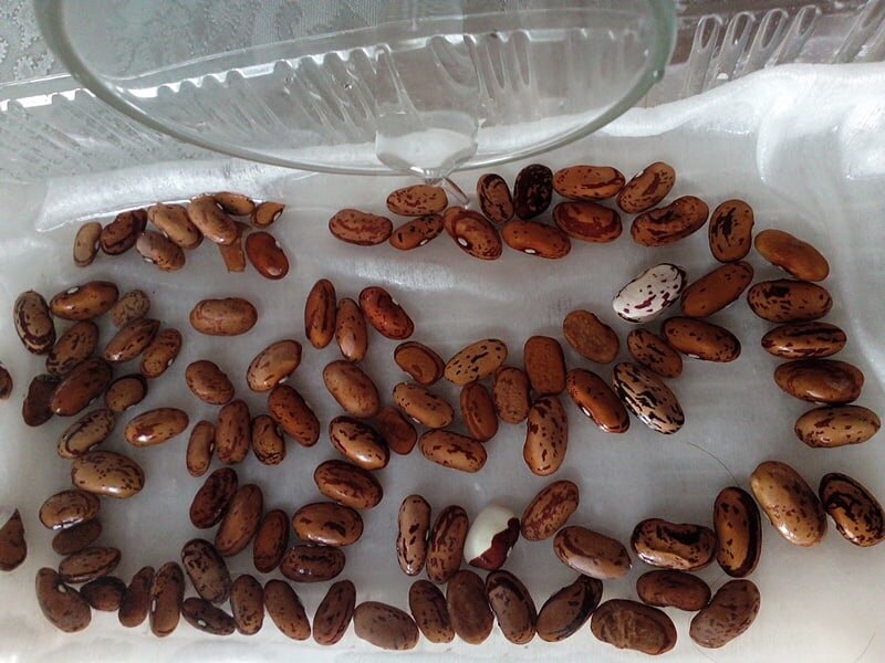 фото автора, замочила фасоль