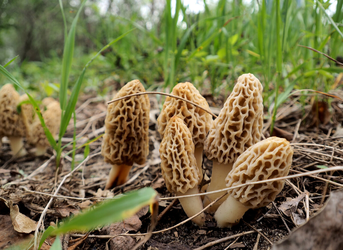 Сморчок съедобный (Morchella esculenta)