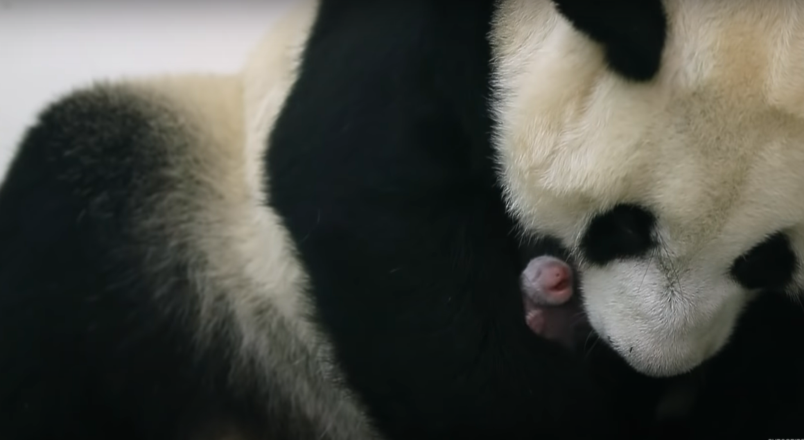 Мать панда нежно обняла своего детёныша после разлуки