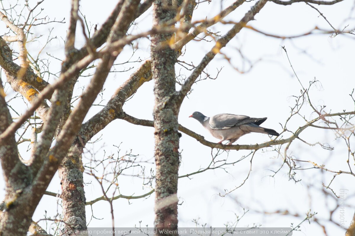 Элегантный и утонченный, ухоженный и интеллигентный, любопытный и осторожный вяхирь, он же витютень (Columba palumbus)